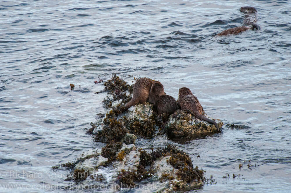 Shetland otter, photographing shetland otter, otter ecology, Shetland otter watching, photographing shetland otters, otters in shetland, otter ecology, ecology, Lutra lutra, Eurasian otter, European otter