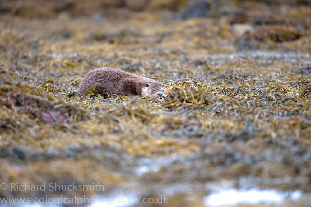 Shetland otter, photographing shetland otter, otter ecology, Shetland otter watching, photographing shetland otters, otters in shetland 