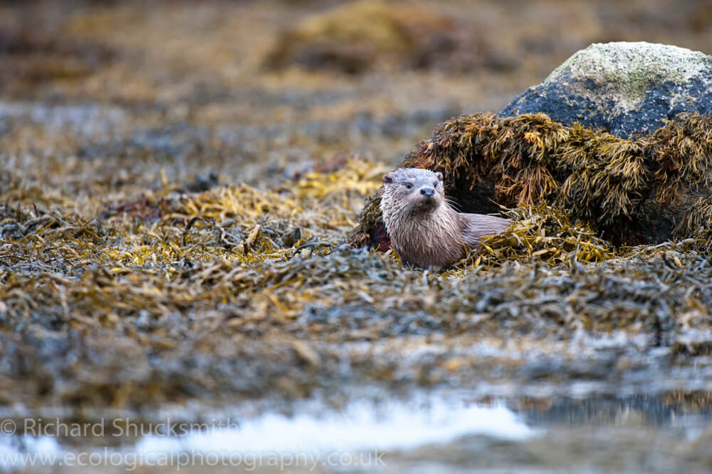 Shetland otter, photographing shetland otter, otter ecology, Shetland otter watching, photographing shetland otters, otters in shetland 