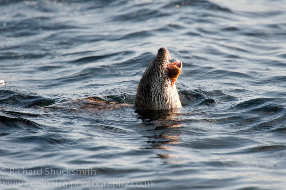 Shetland otter, photographing shetland otter, otter ecology, Shetland otter watching, photographing shetland otters, otters in shetland