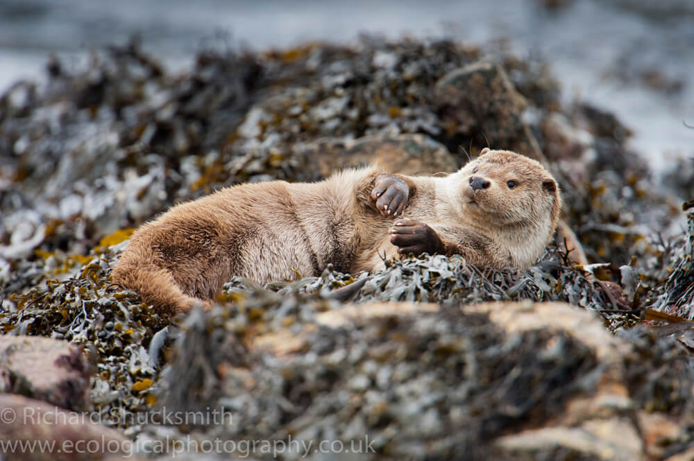 Male otter rubs is fur to squeeze out the water on the seaweed c