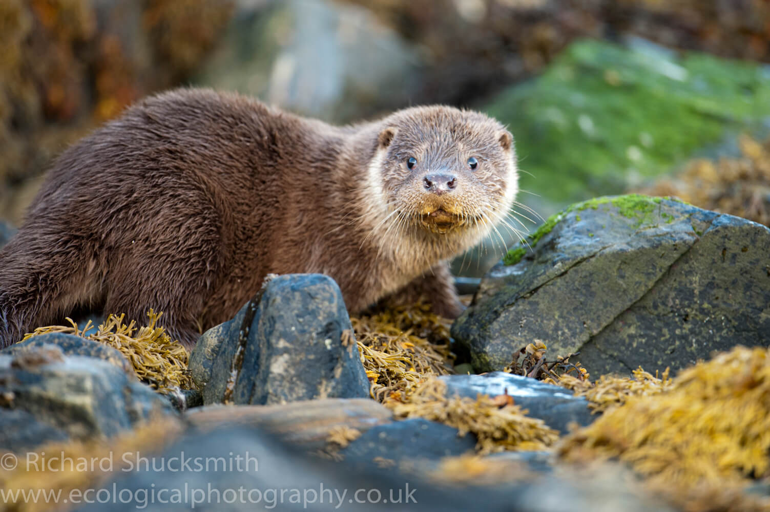 Shetland otter and cubs