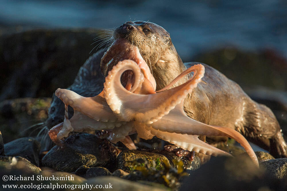 Shetland otter, otter photography, BWPA, Shetland Isles, wildlife photography, nature photography, Shetland Wildlife photography, awards, Highly Commended, Photography Awards