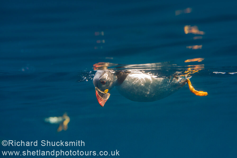 Puffin, Shetland photography, puffin photography, Shetland Isles, Atlantic puffin, Fratercula arctica, Noss, National Nature Reserve , Underwater, puffin swimming underwater