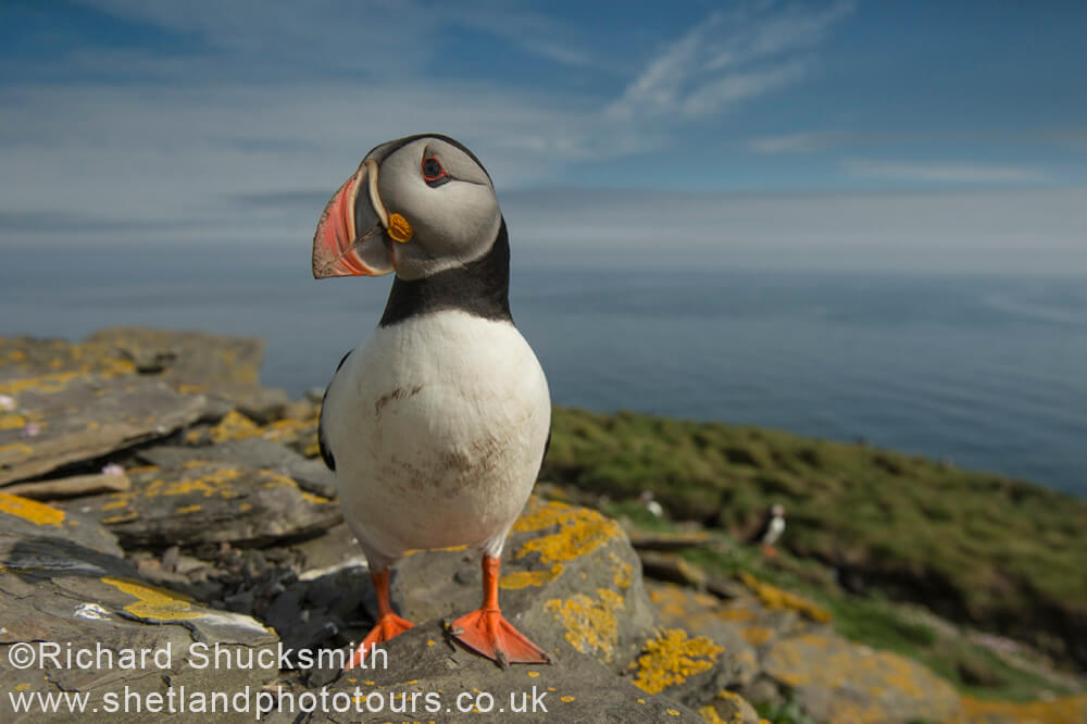 Puffin, Shetland photography, puffin photography, Shetland Isles, Atlantic puffin, Fratercula arctica, Noss, National Nature Reserve