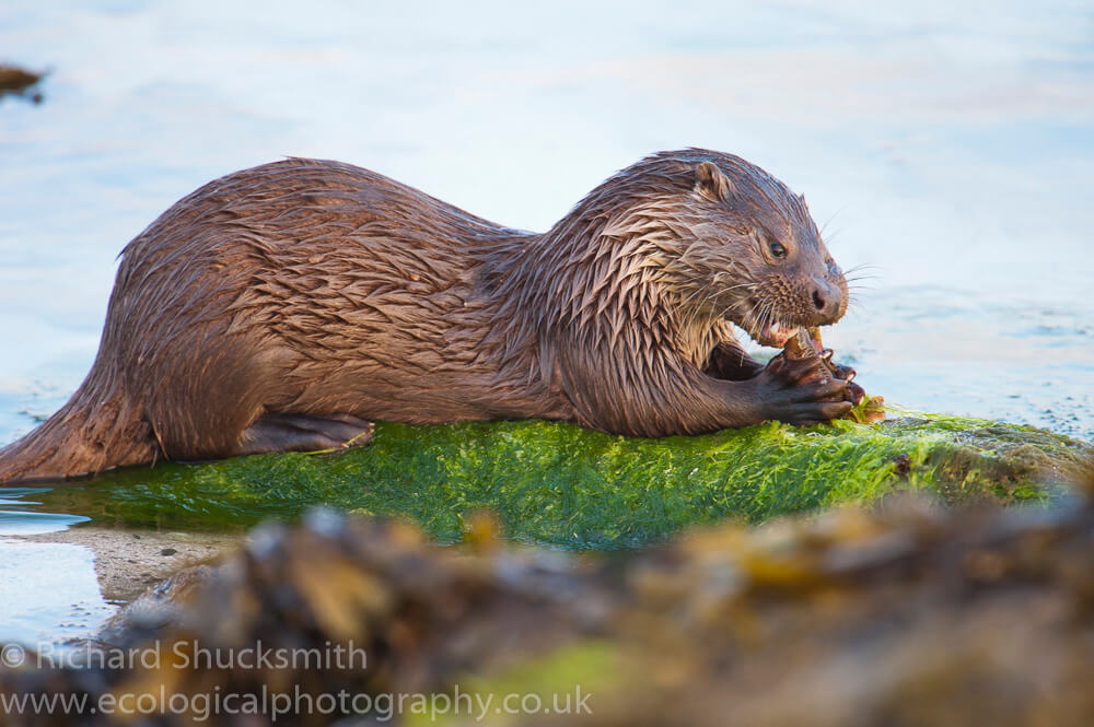 Lutra lutra, Northern Isles, Otter, Otter in Shetland, Otters, Shetland Islands, Shetland otter