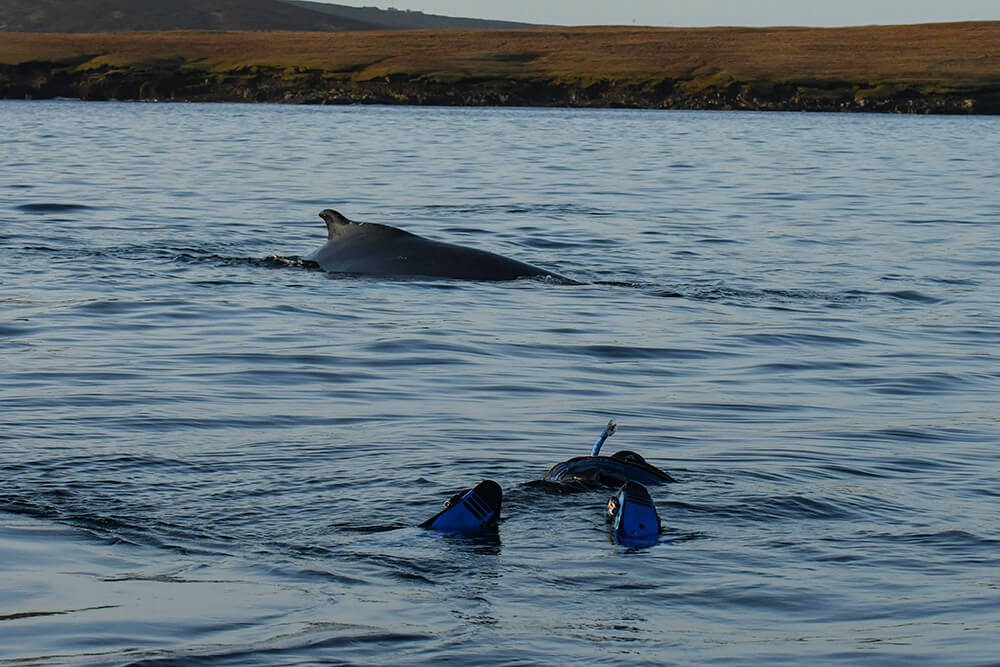 Humpback whale, Shetland, Shetland Isles, marine mammal
