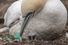 Gannets, Hermaness, Shetland Isles