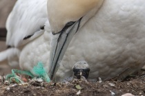 Gannet chick