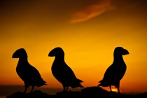 Silhouetted puffins