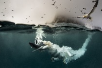 Diving gannets