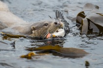 Otter and the puffin