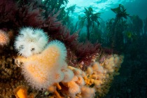 Shetland's Marine Life