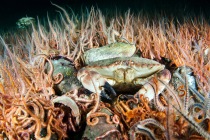 Horse mussels and crabs