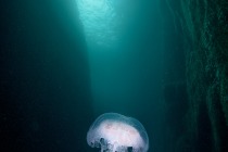 Jellyfish cave