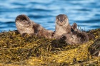 Three Shetland otter cubs play fight