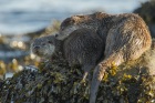 Mum and cub rest on the shore, Shetland otters