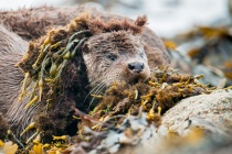 Shetland otter cub with a seaweed wig