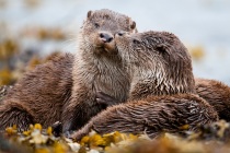Two Shetland otter cubs showing affection