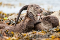 Two Shetland Otter cubs play fighting