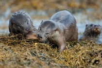 Mum brings in fish for one of the cubs