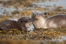Female otter and her cub, Otters in Shetland