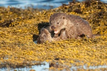 Two Shetland otter cubs play fight