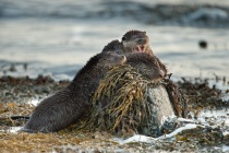 Mum and three cubs try to sleep on top of a rock, Otters in Shetland