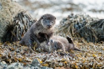 Two Shetland otters play fight