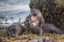 Three Shetland otters play fight on sheltered coast