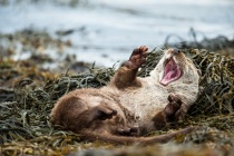 Otter (Lutra lutra) yawning and stretching on a seaweed covered shore, Shetland Isles