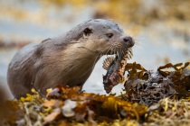 Otter (Lutra lutra) bringing a Scorpion fish (Taurulus bubalis) ashore on the Shetland Isles.