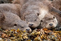 Otters (Lutra lutra) mum and two cubs sleeping, Shetland Isles.