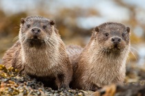 Two cubs on the rocky shore.