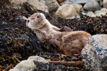 Sleeping otter on the rocky shore.