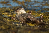 Three Shetland otters play fight on sheltered coast