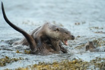 Two fully grown cubs play fight, Otters in Shetland