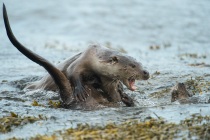 Two fully grown cubs play fight, Otters in Shetland