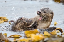 Female and her cub play fight, Otters in Shetland