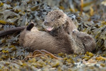 Female and her cub play fight, Otters in Shetland