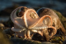 Mum brings a big Octopus, Otters in Shetland