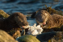 Two Shetland otter cubs feed on a octopus