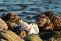 Two Shetland otter cubs feed on a octopus