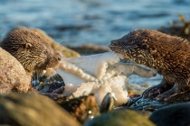 Two Shetland otter cubs feed on a octopus