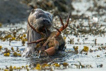 Shetland otter comes in with a crab