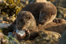 Mum eating an octopus with cub on her back, Otters in Shetland