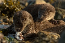 Mum eating an octopus with cub on her back, Otters in Shetland