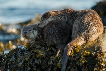 Shetland otter, mum and cub