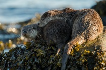 Shetland otter, mum and cub