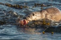 Mum coming in with scorpion fish, Shetland otters